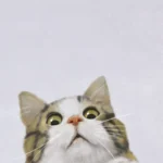 LumiPoster — Cat looking up at the sky