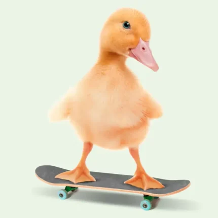 Fluffy yellow duckling standing on a skateboard on a mint background