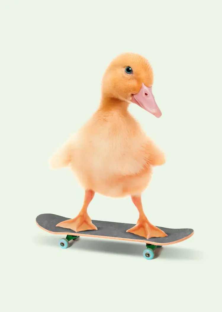 lumi-boards-art-4824083a5bb78b06 LumiPoster — بطة على لوح التزلج - الصورة 1