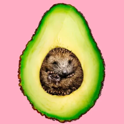 Baby hedgehog curled inside an avocado half on a pink background