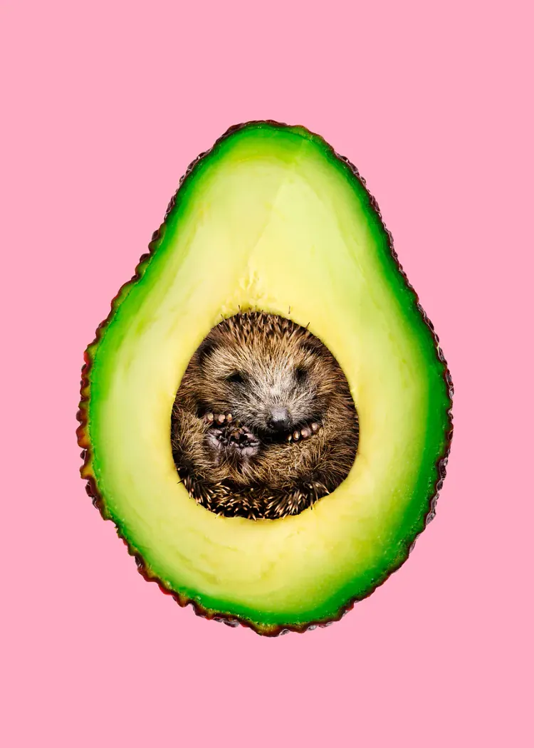 lumi-boards-art-5366e9fb4427f263-1.webp LumiPoster — Avocado and baby hedgehog - Image 1