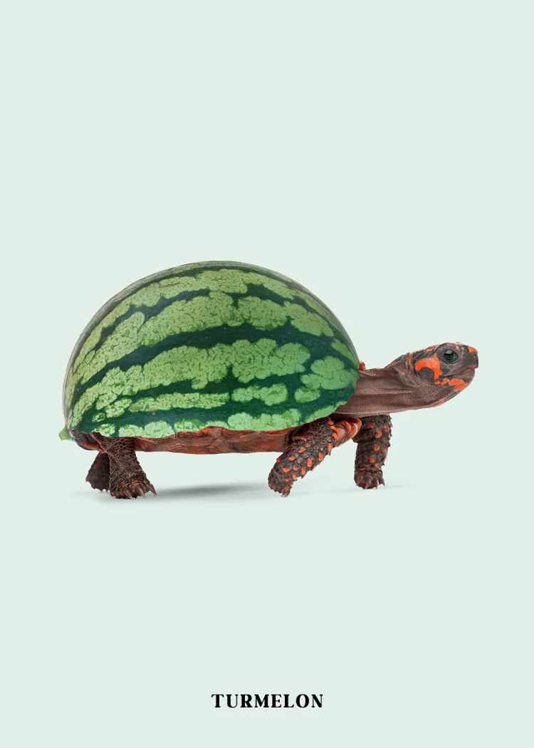 lumi-boards-art-a7c09feb31f963de-1.webp LumiPoster — Watermelon turtle - Image 1