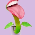 LumiPoster — نبتة بابتسامة سريالية