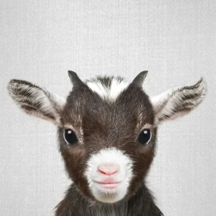 Close-up of a baby goat with a pink nose and large ears on a light grey background