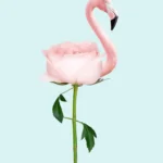 LumiPoster — وردة فلامنغو